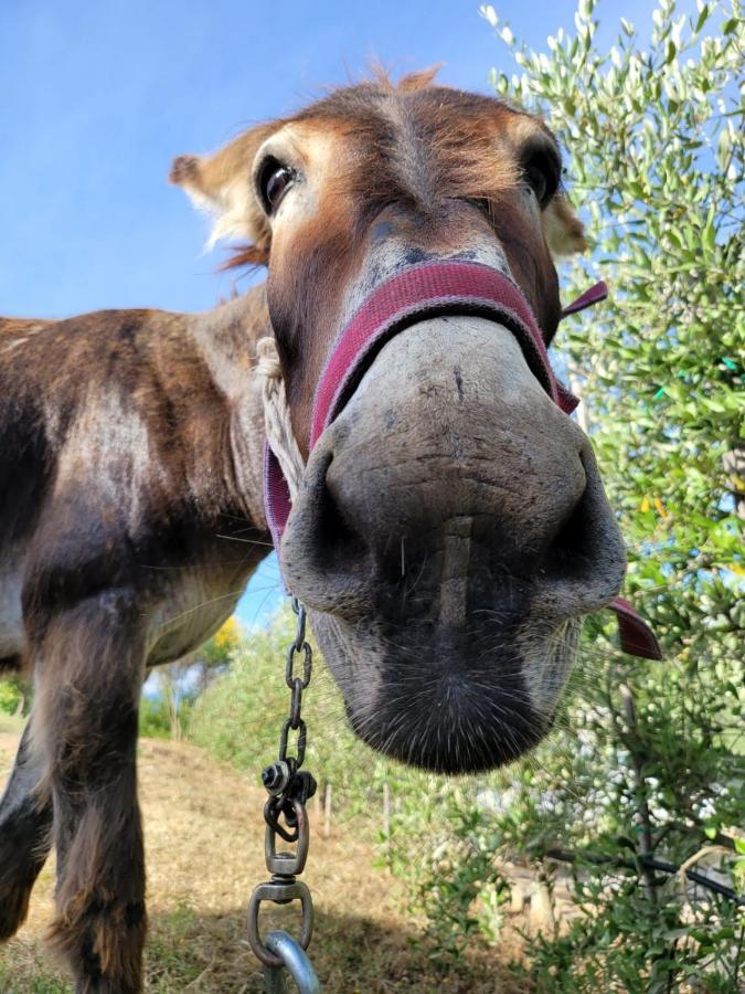 Agriturismo Le Faeta Arpino ภายนอก รูปภาพ